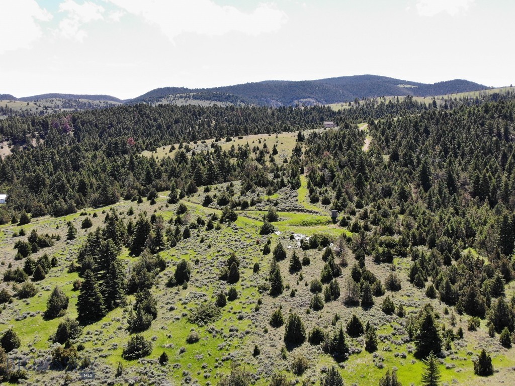 Ponderosa Pines - Land