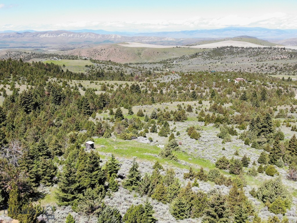 Ponderosa Pines - Land