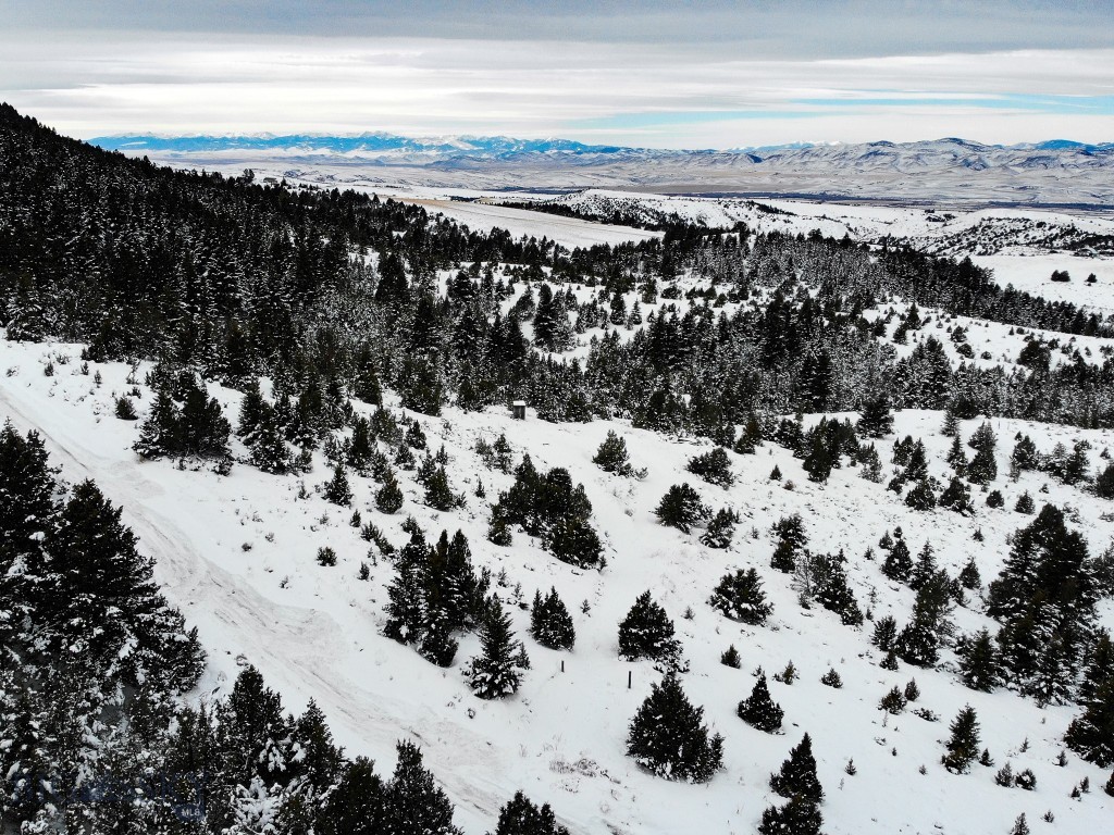 Ponderosa Pines - Land