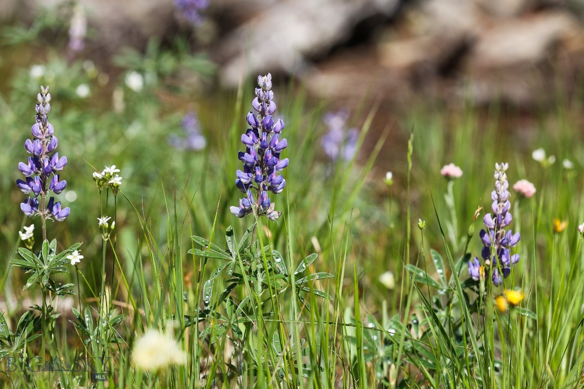 Ranches Neighborhood - Land