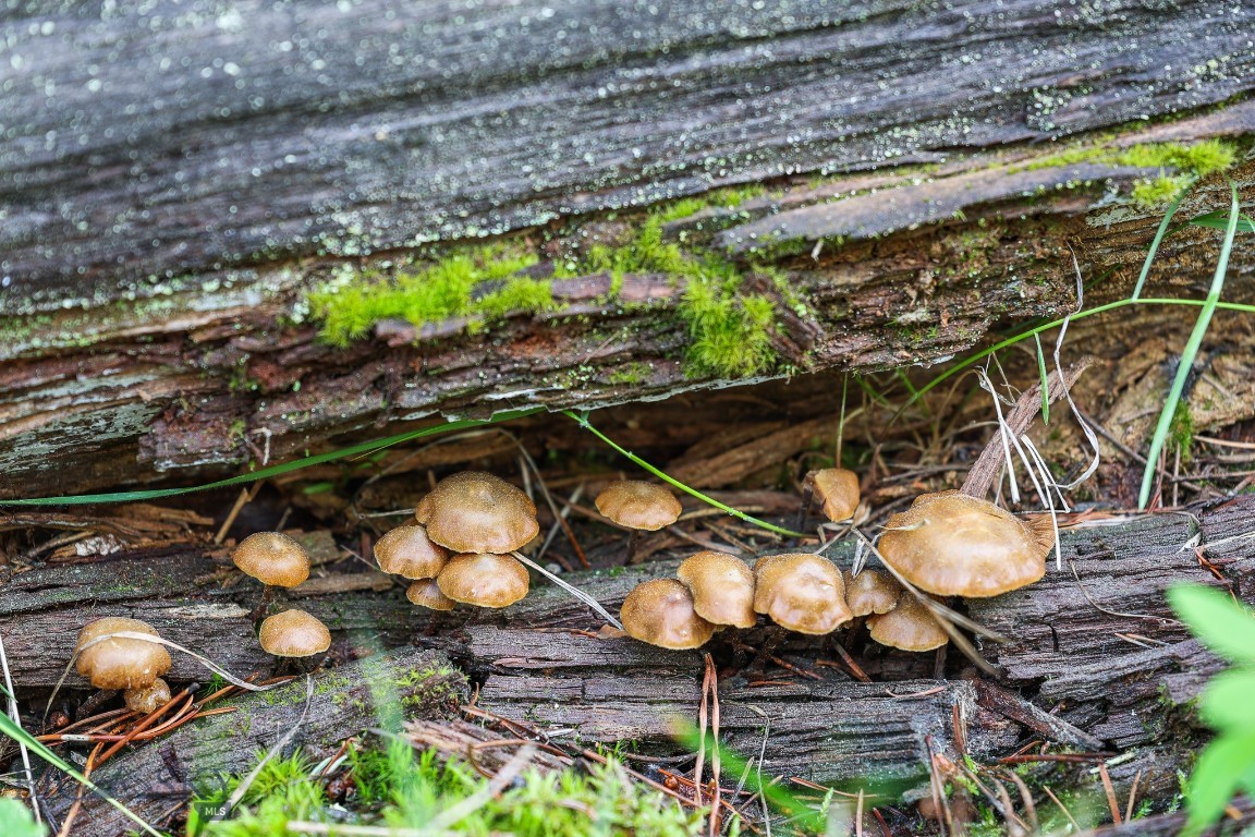 Ranches Neighborhood - Land