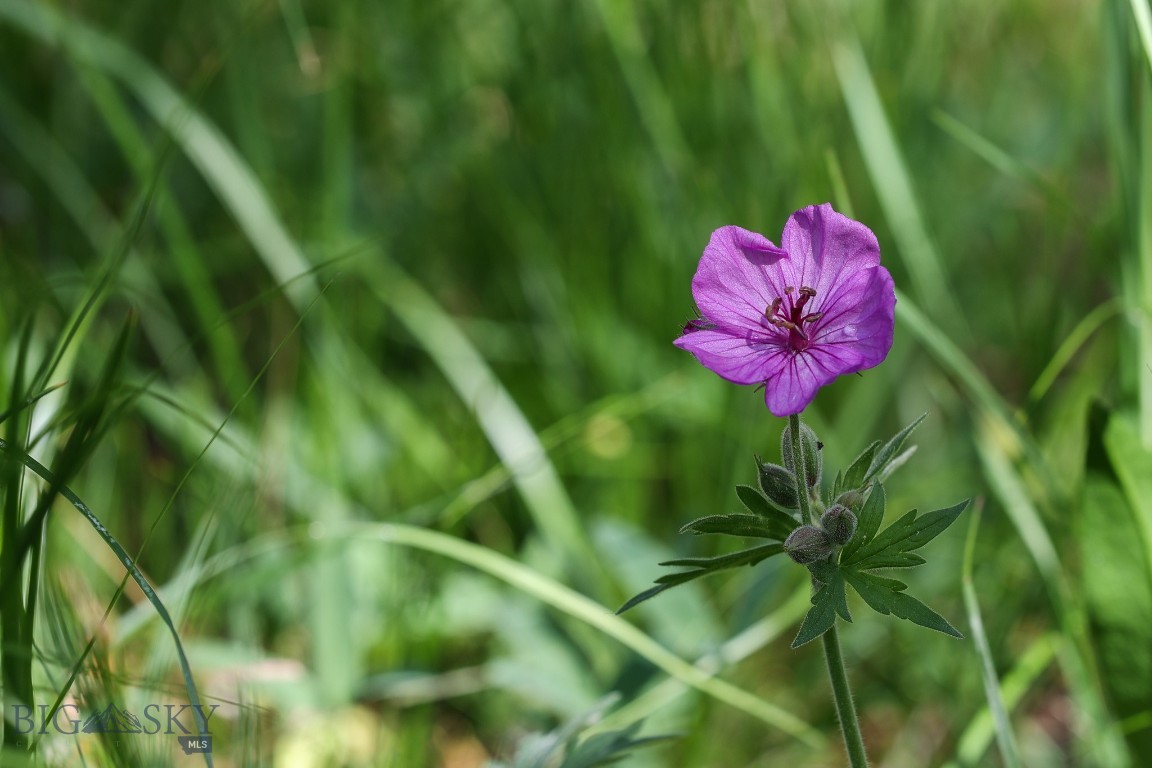 Ranches Neighborhood - Land