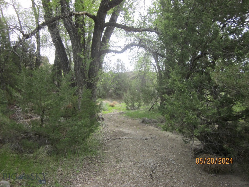 Ponderosa Pines - Land