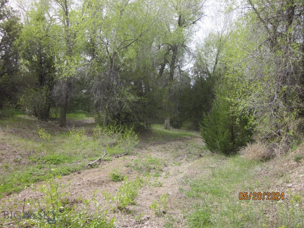 Ponderosa Pines - Land