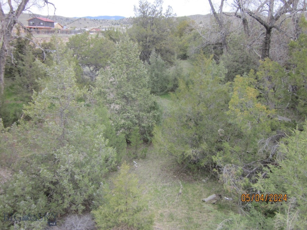 Ponderosa Pines - Land