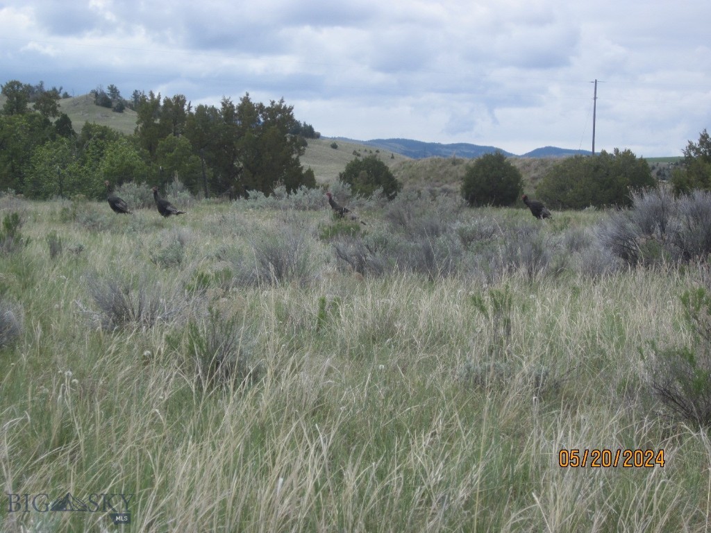 Ponderosa Pines - Land