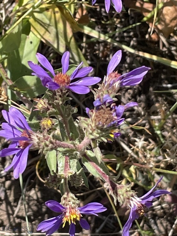 Mountain Springs Ranch - Land