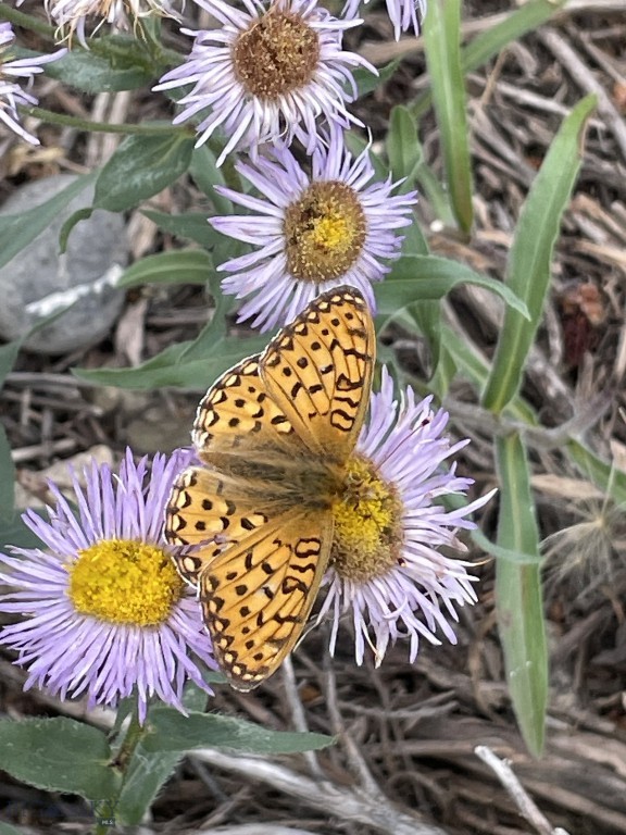 Mountain Springs Ranch - Land