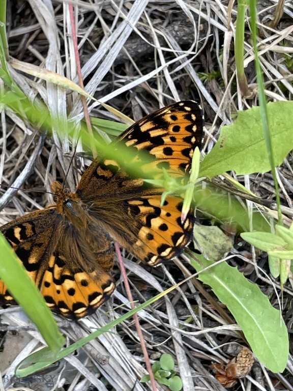 Mountain Springs Ranch - Land