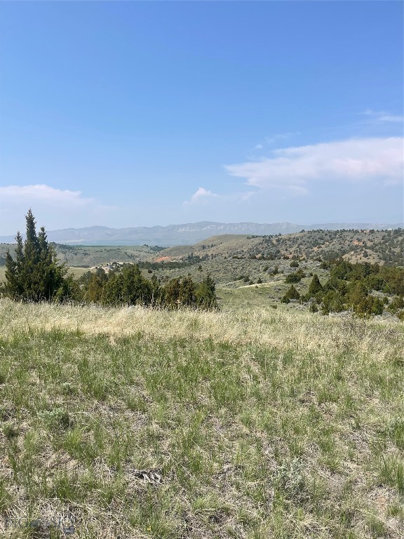 Ponderosa Pines - Land