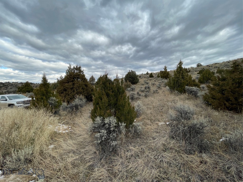 Ponderosa Pines - Land