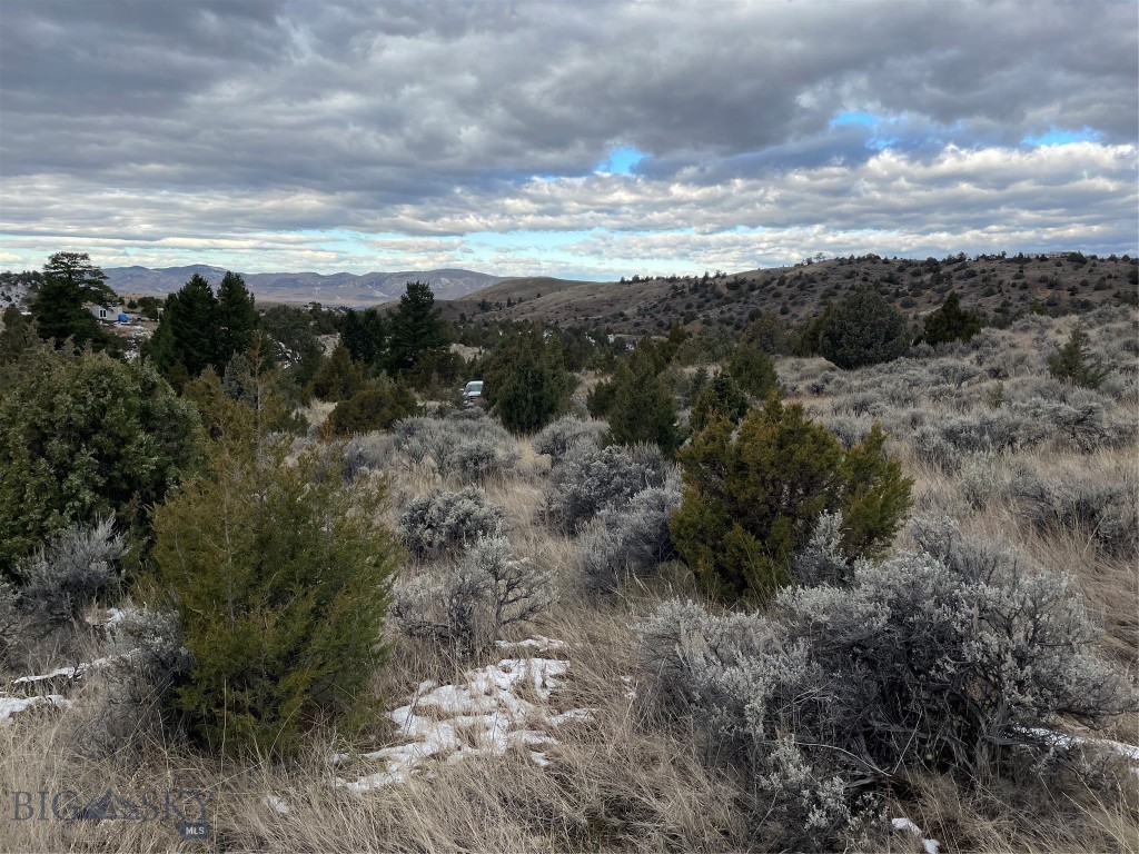 Ponderosa Pines - Land