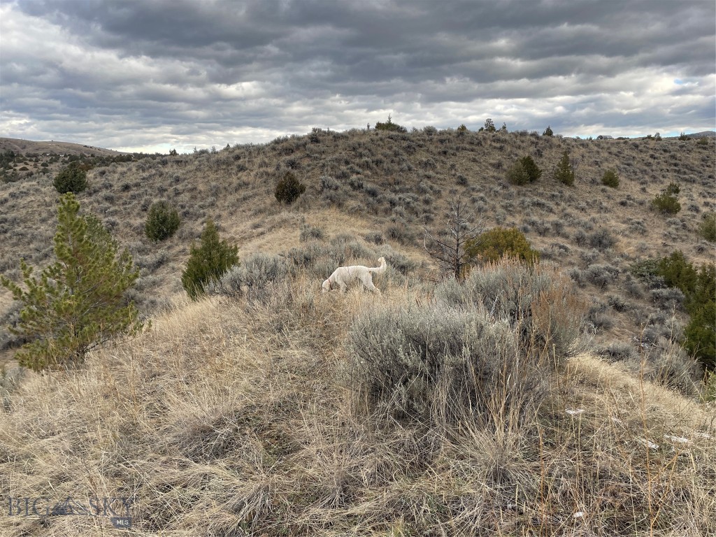 Ponderosa Pines - Land