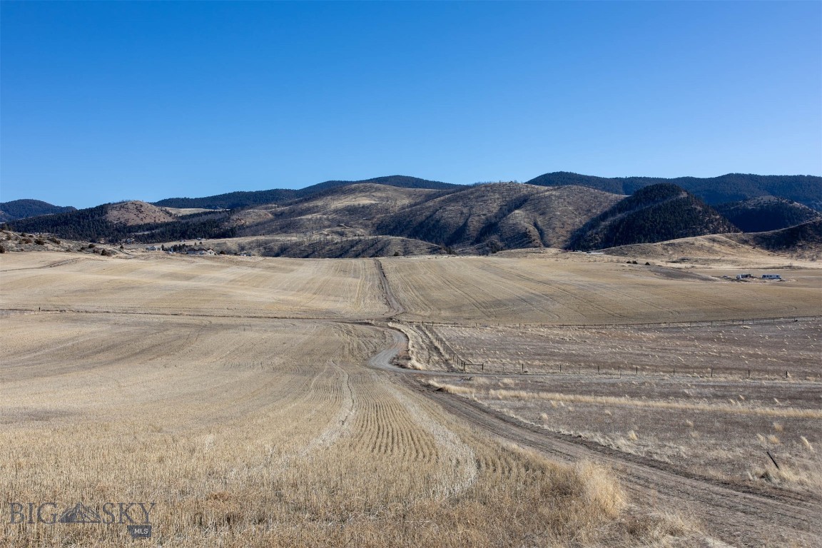 Ponderosa Pines - Land