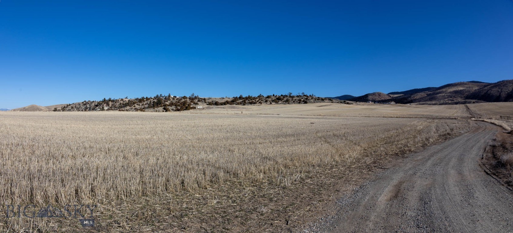Ponderosa Pines - Land