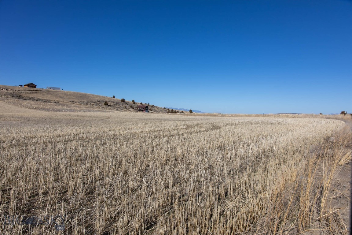 Ponderosa Pines - Land