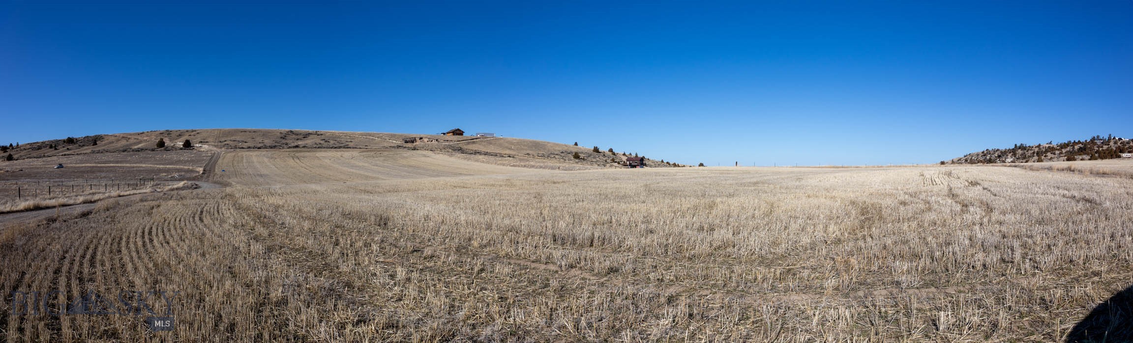 Ponderosa Pines - Land