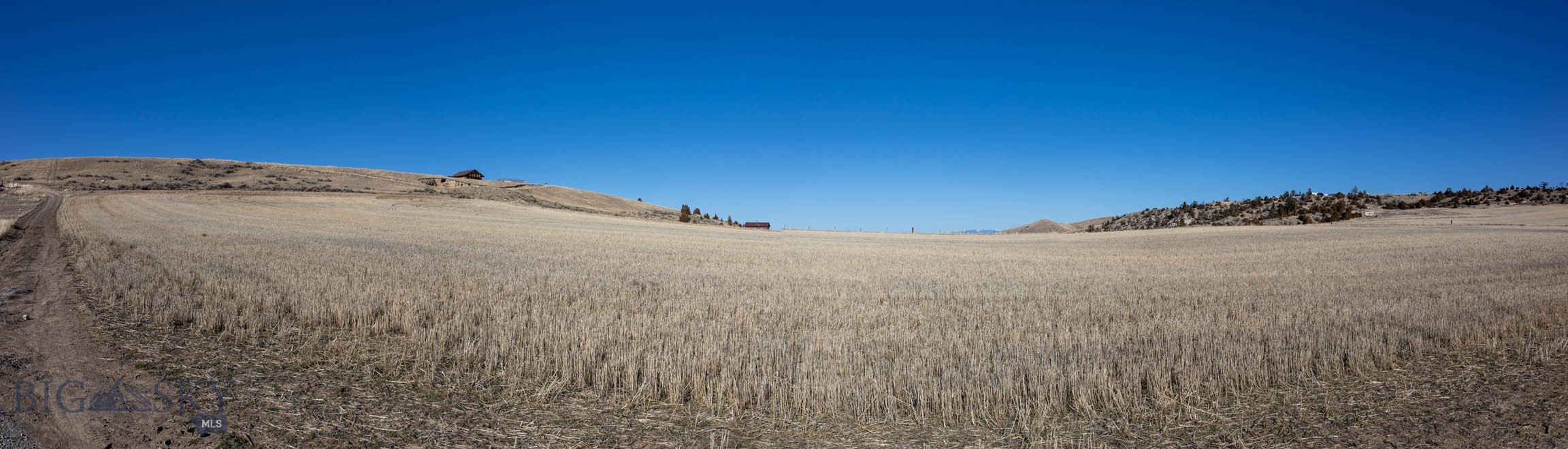 Ponderosa Pines - Land
