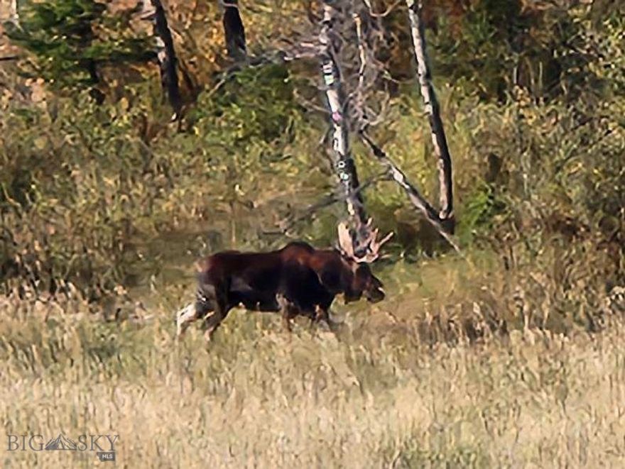 Welcome to your piece of paradise sitting between Park and Gallatin County,sits this beautiful property awaiting your dreams coming to life.  Whether building your dream home, hunting lodge, wedding venue or bring your own ideas!  This area is filled with wildlife including moose, elk, deer, grouse and more! There are water rights and you can divide into smaller parcels.  There is also harvestable timber on the property.