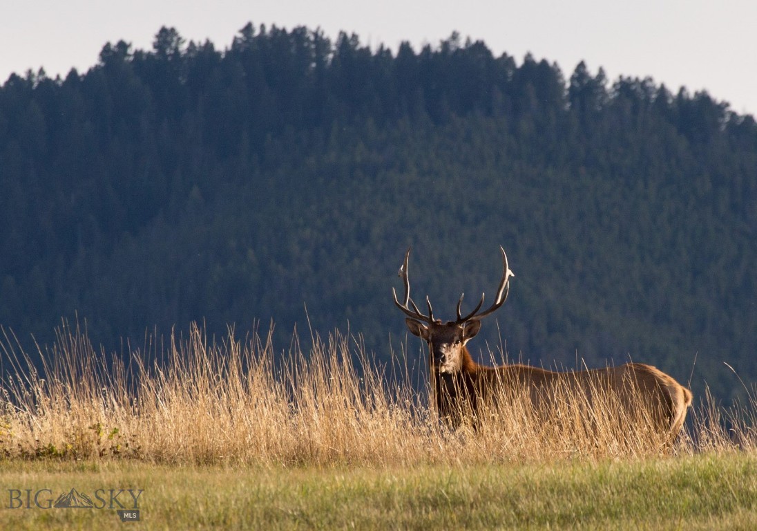 Bear Creek Properties - Land