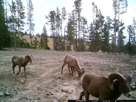 Photo of Anna Indian Creek Rd, Townsend, MT 59644 (MLS # 413868)
