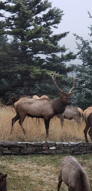 Timberline Creek - Residential