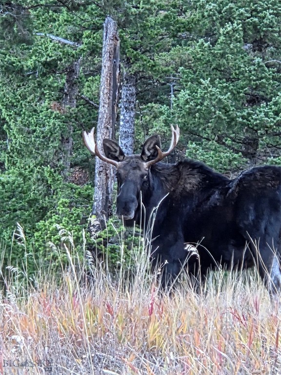 Timberline Creek - Residential