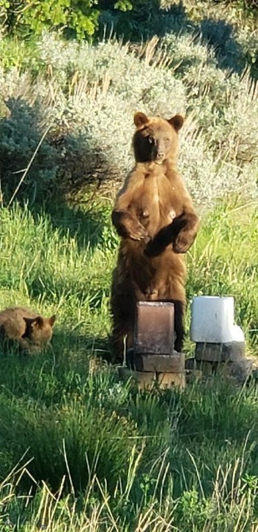 Timberline Creek - Residential