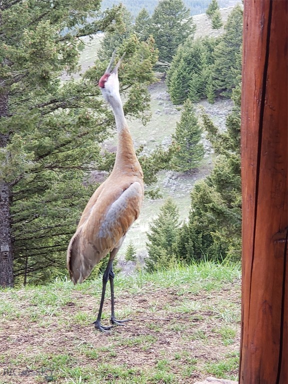 Timberline Creek - Residential