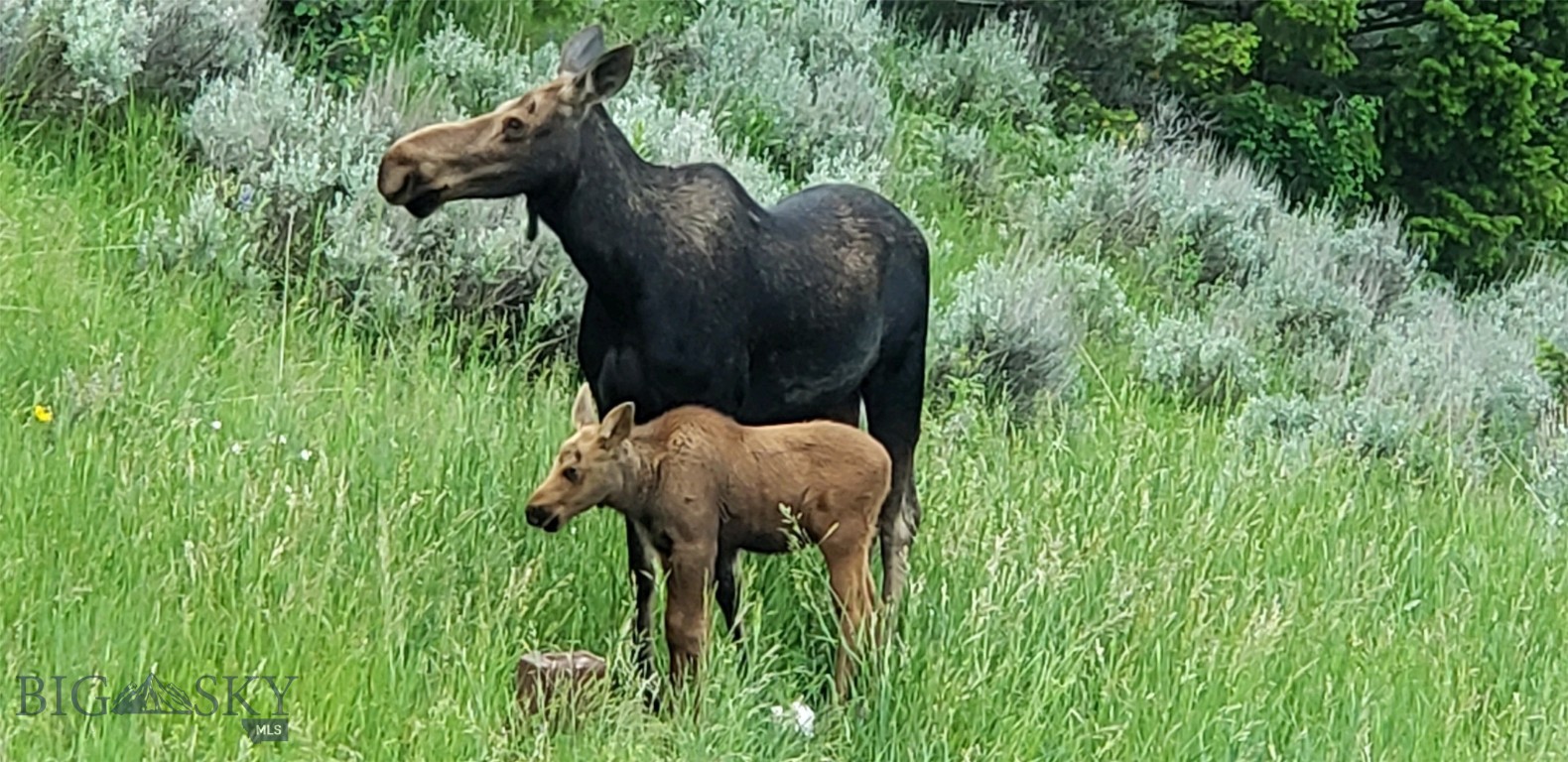Timberline Creek - Residential