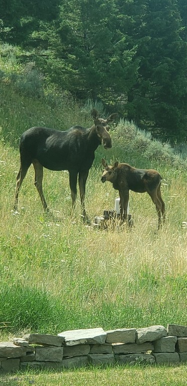 Timberline Creek - Residential