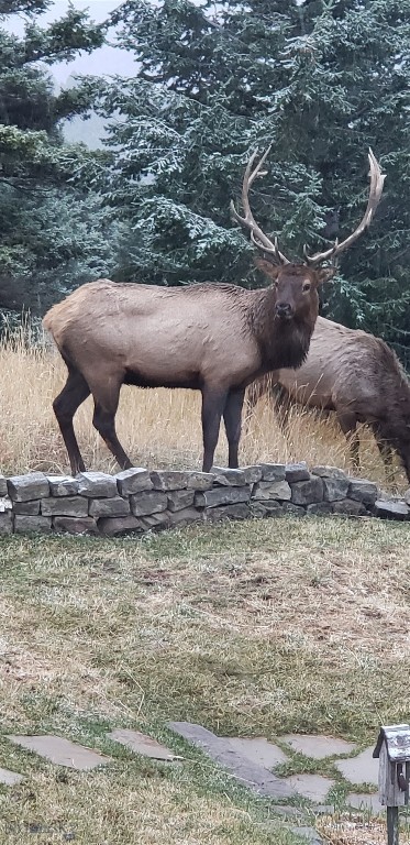 Timberline Creek - Residential