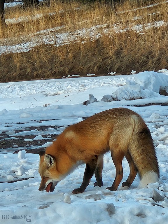 Timberline Creek - Residential