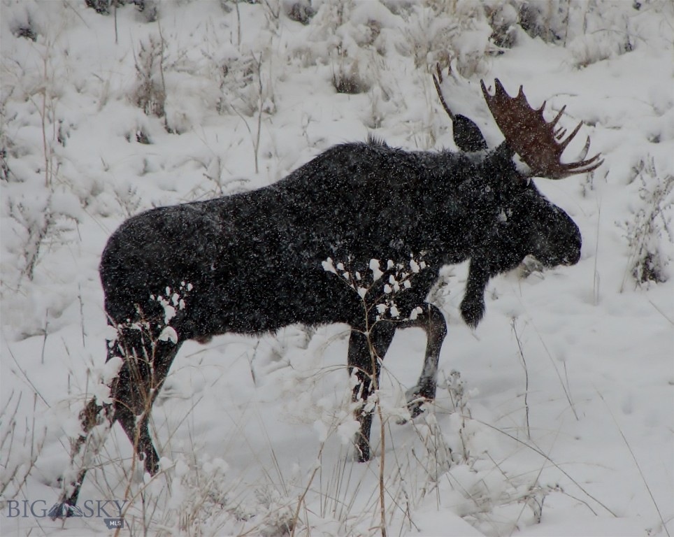 Timberline Creek - Residential