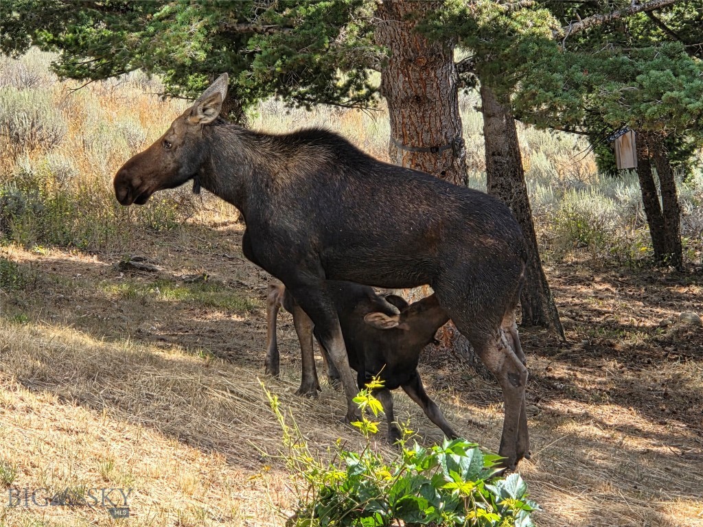 Timberline Creek - Residential