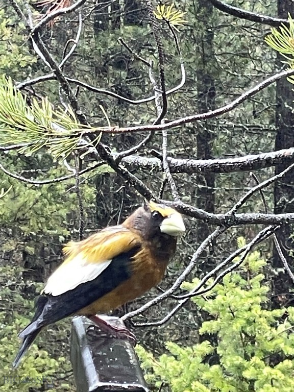 Bozeman, Montana 59715, United States, 1 Bedroom Bedrooms, ,2 BathroomsBathrooms,Residential,Active,143242