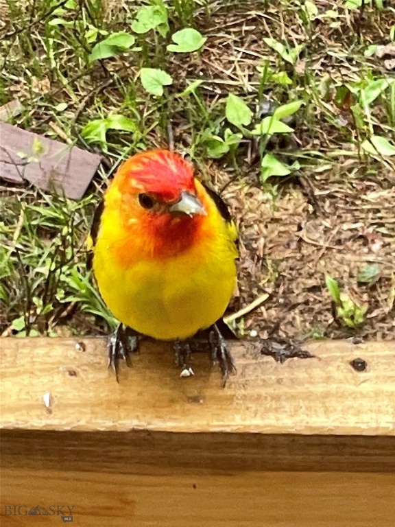 Bozeman, Montana 59715, United States, 1 Bedroom Bedrooms, ,2 BathroomsBathrooms,Residential,Active,143242