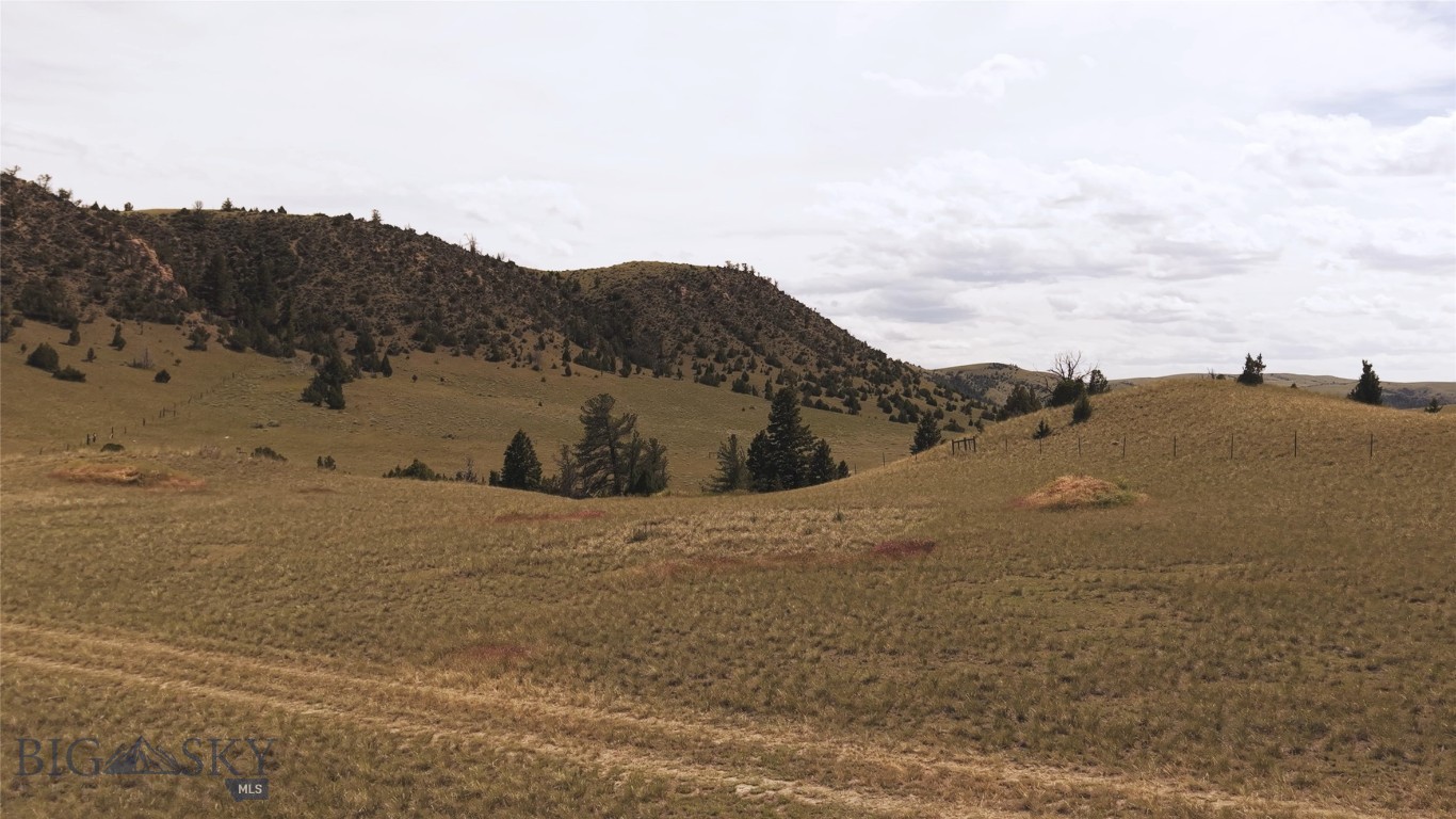 Ponderosa Pines - Land