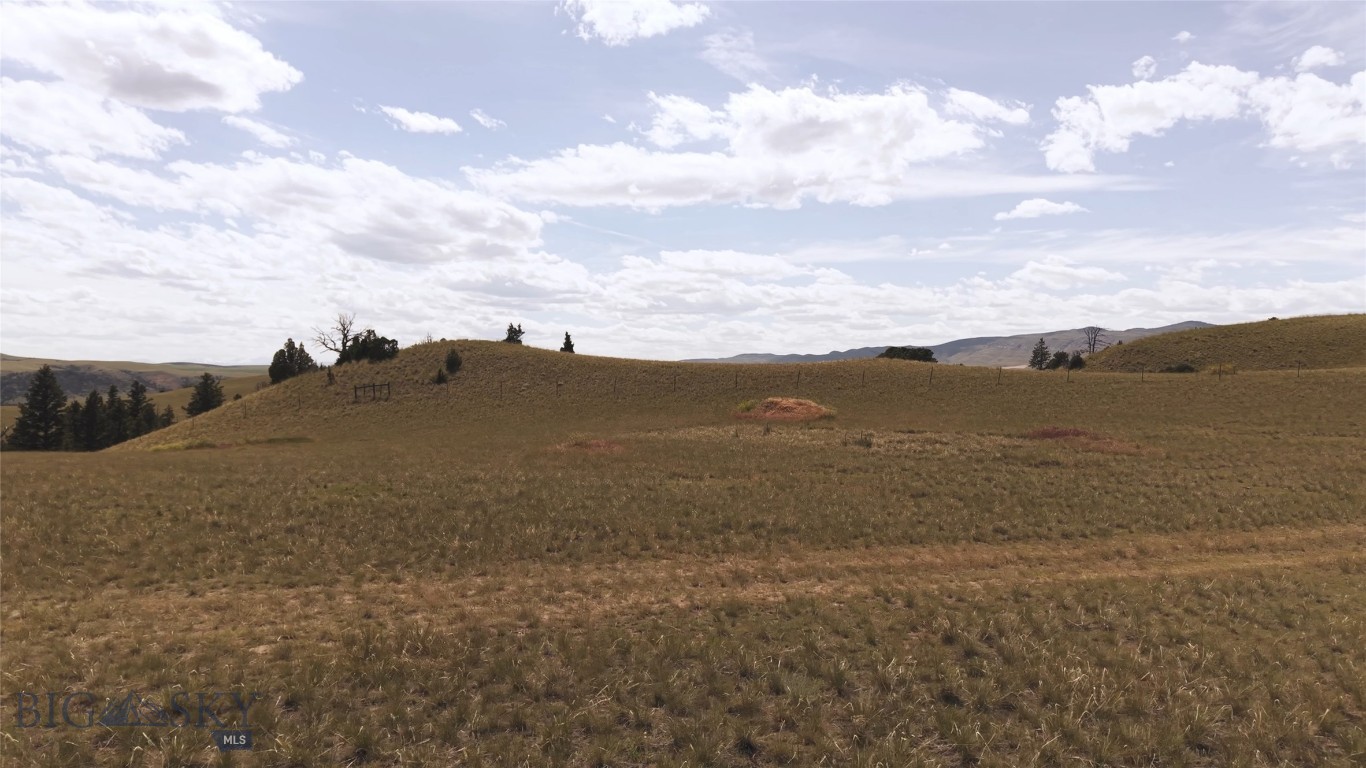 Ponderosa Pines - Land