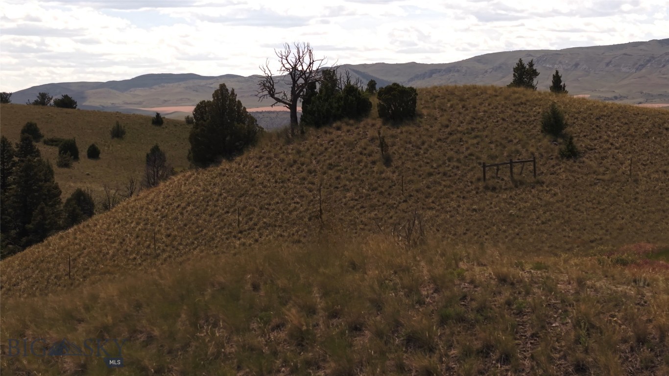Ponderosa Pines - Land