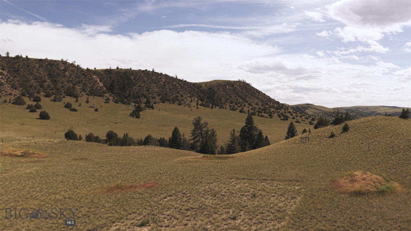 Ponderosa Pines - Land