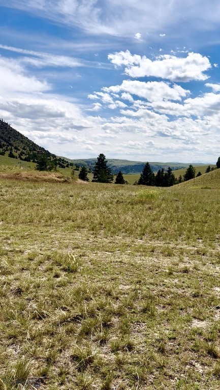 Ponderosa Pines - Land