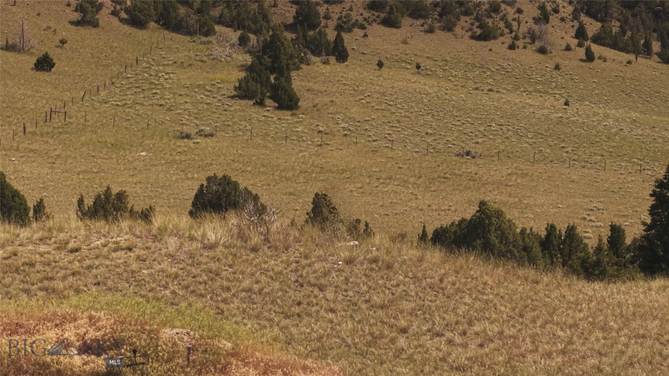 Ponderosa Pines - Land