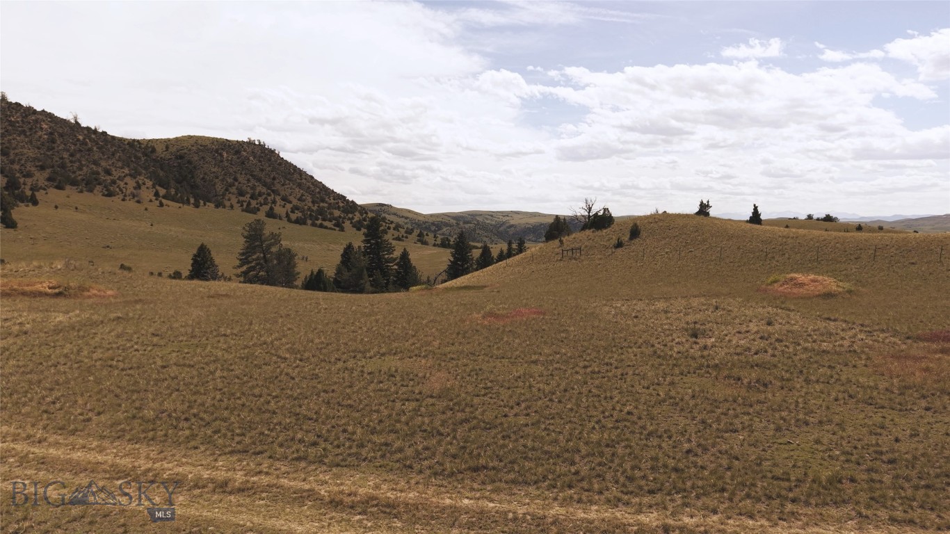 Ponderosa Pines - Land