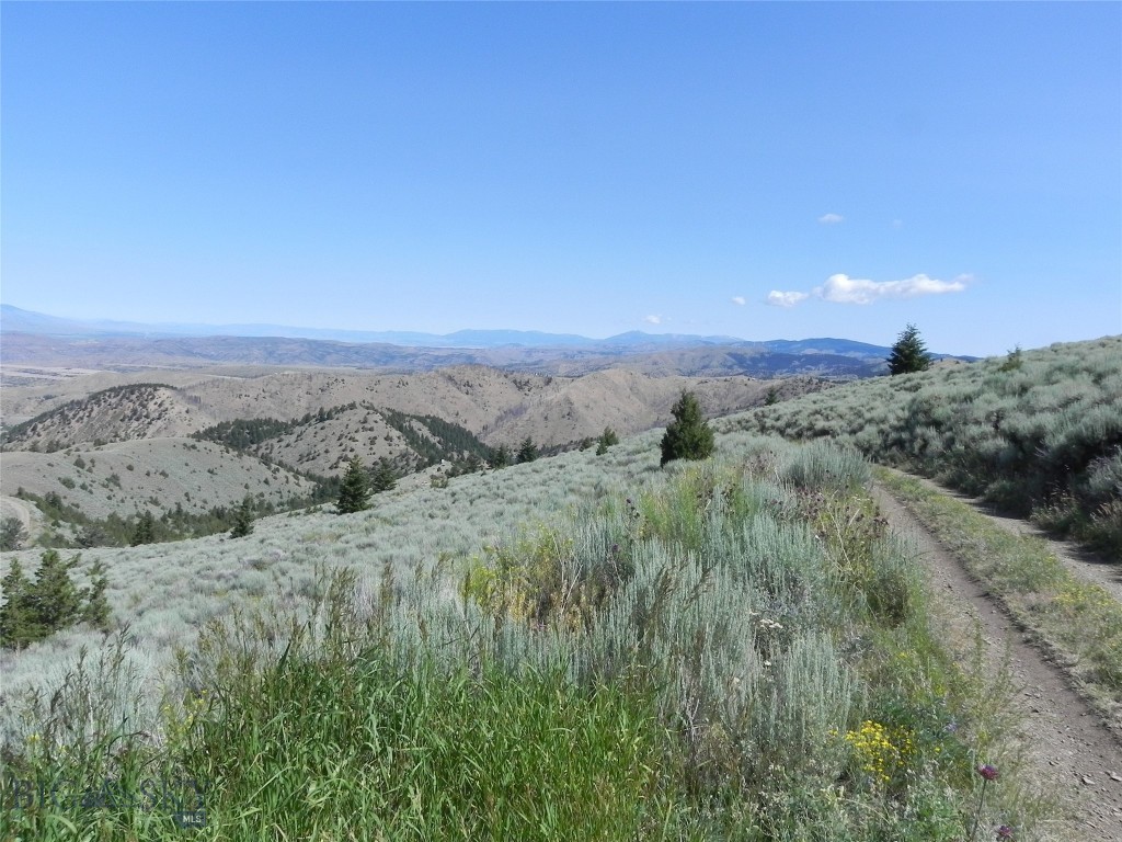 Ponderosa Pines - Land