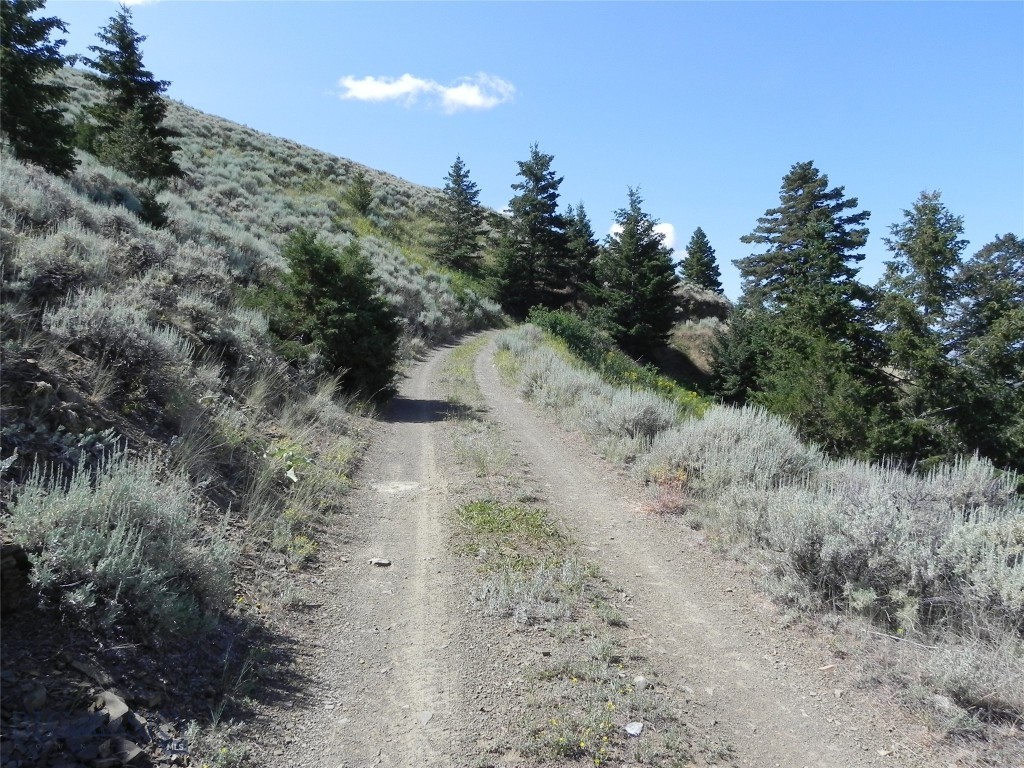 Ponderosa Pines - Land