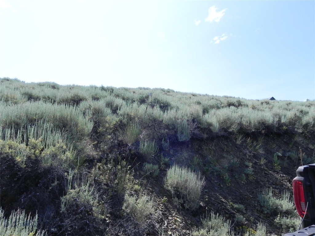 Ponderosa Pines - Land