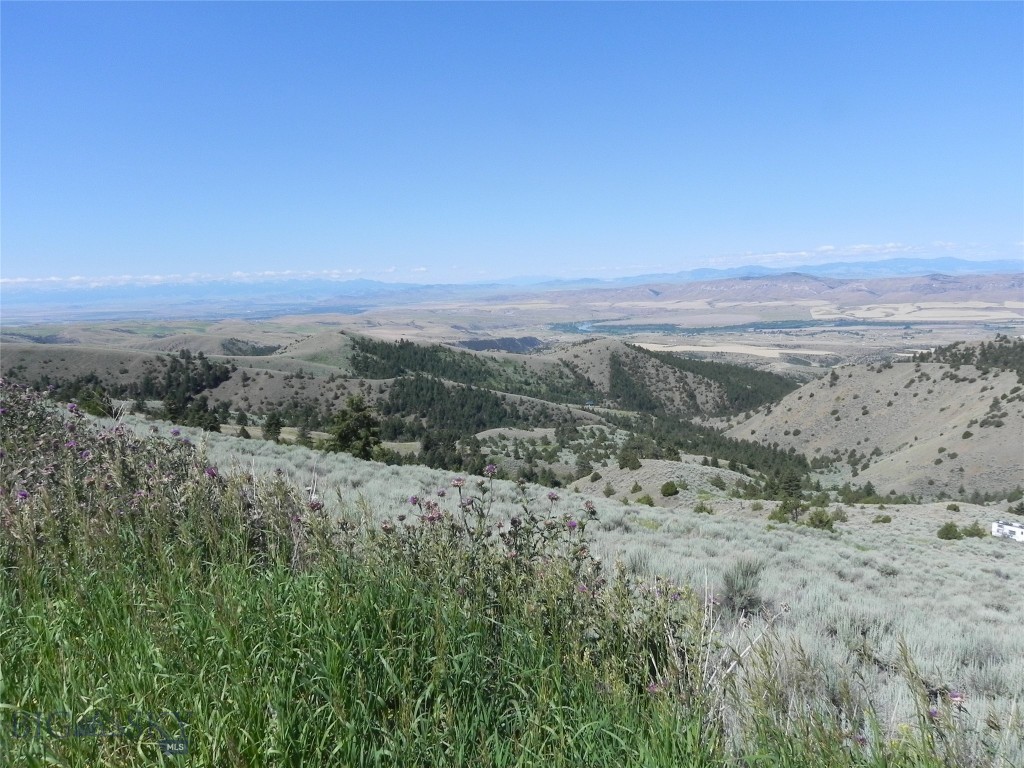 Ponderosa Pines - Land