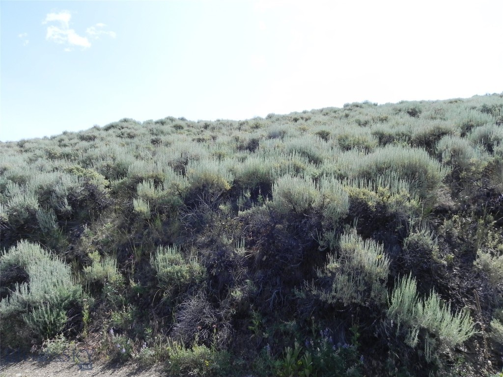 Ponderosa Pines - Land