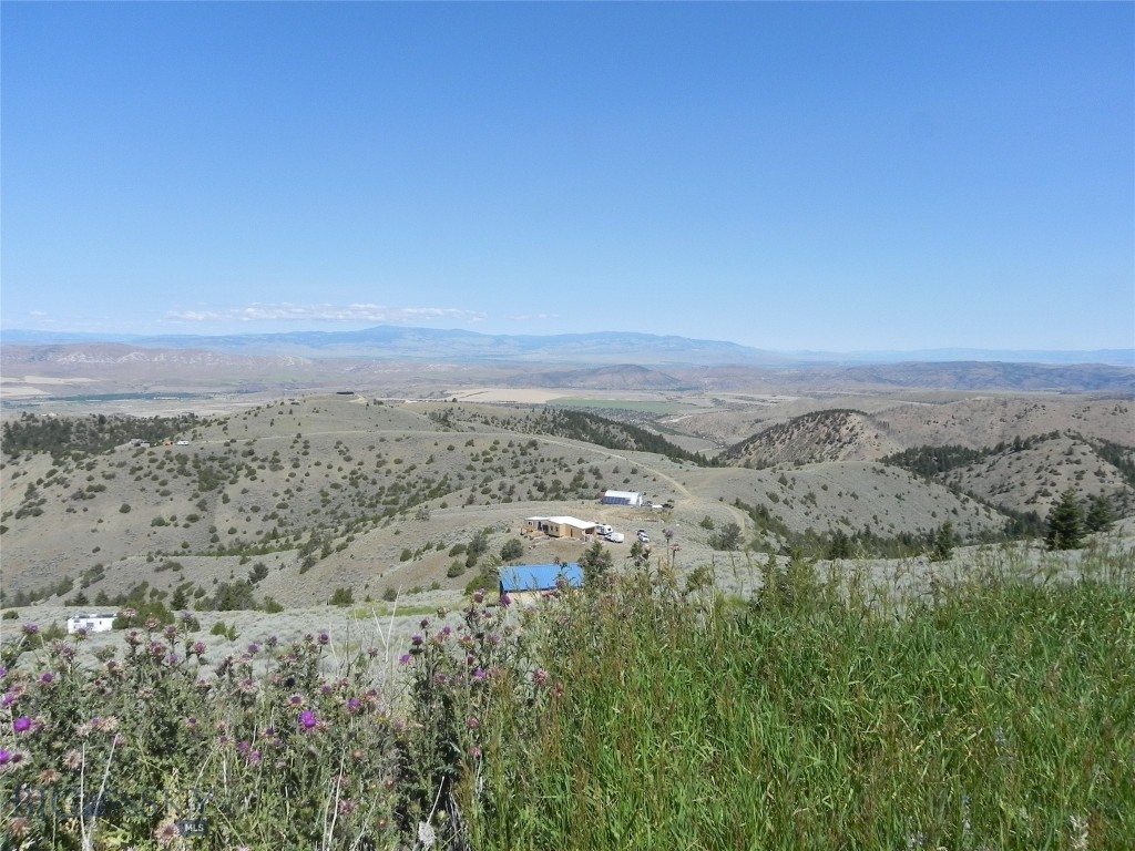 Ponderosa Pines - Land